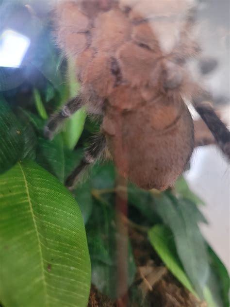 Sex R Tarantulas