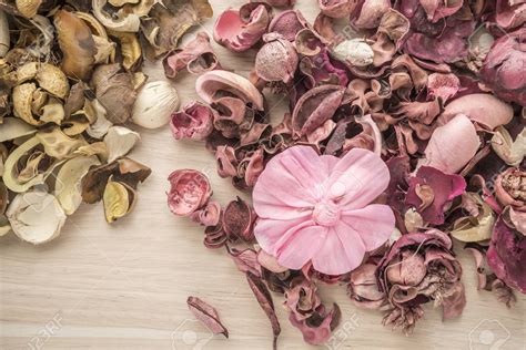 🔥 41 Potpourri Background Wallpapersafari