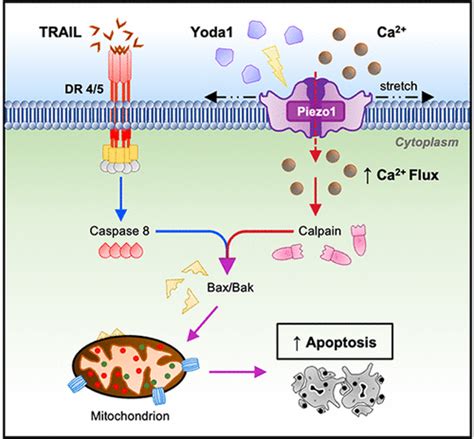 Chemical Activation And Mechanical Sensitization Of Piezo Enhance