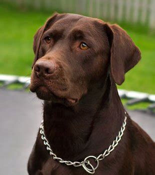 Retriever Labrador: Chocolate Labrador Retriever