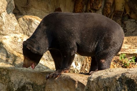 Premium Photo | Malayan sunbear sunbear in zoo
