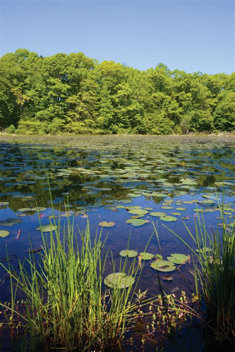 Connecticut College Arboretum In New London