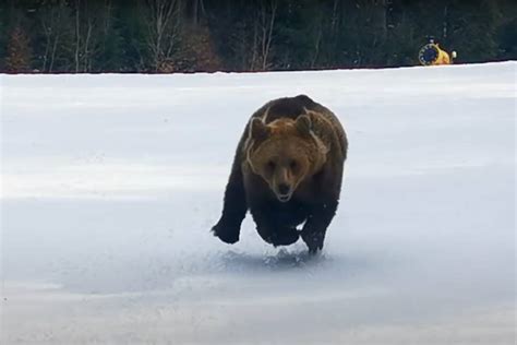 Craziest Bear Chase Video Ever Grizzly Pursues Skier In Romania Again