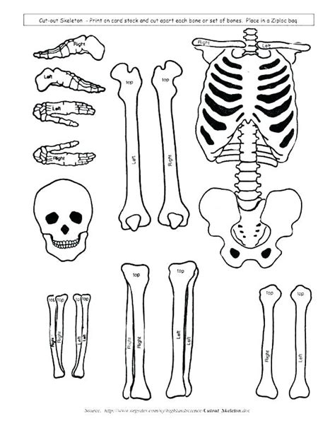 Printable Skeletal System Coloring Pages