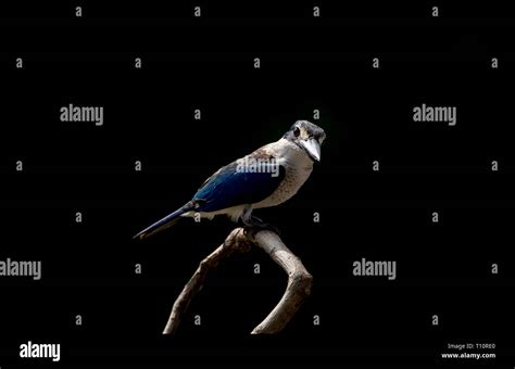 Collared Kingfisher White Collared Kingfisher Mangrove Kingfisher