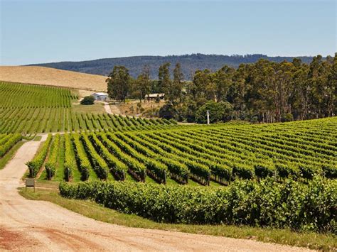 Pipers Brook Vineyard Discover Tasmania