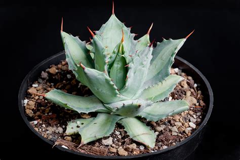 Агава Комнатное Растение Фото – Telegraph