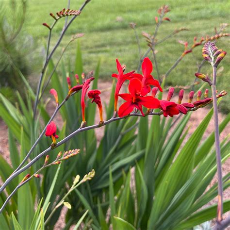 Lucifer Crocosmia Plant for Sale - Montbretia – Green Canvas Farms