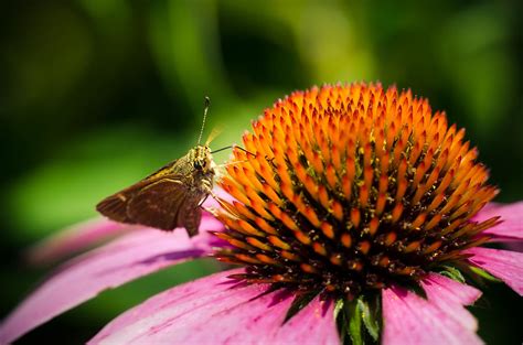 natural abundance photograph   moulds fine art america