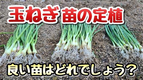 【玉ねぎ】栽培する時の最重要ポイント～定植時の苗の大きさ～ Youtube