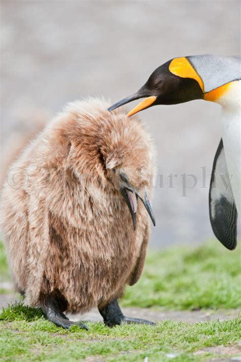 King Penguin Chick Adult Tom Murphy Photography