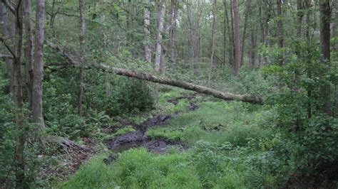 Bridgewater Triangle Sightings