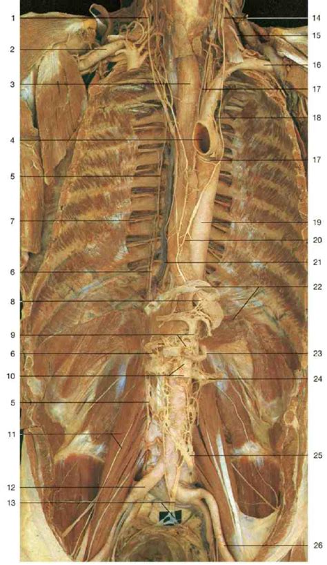 Retroperitoneal Organs 18 Diagram | Quizlet