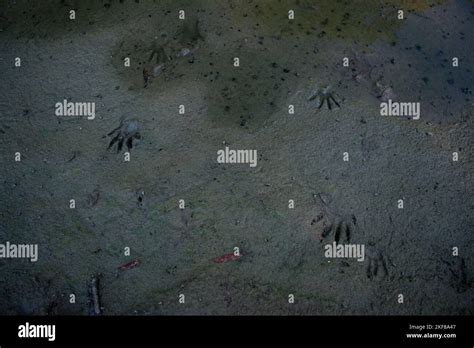 Animal Tracks In Mud Hi Res Stock Photography And Images Alamy