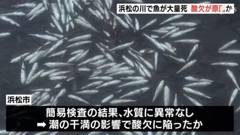 【詳報】「川一面に白い魚が」数十万匹の魚が川で大量死 潮の干満による酸欠が原因か＝浜松・西区 ライブドアニュース