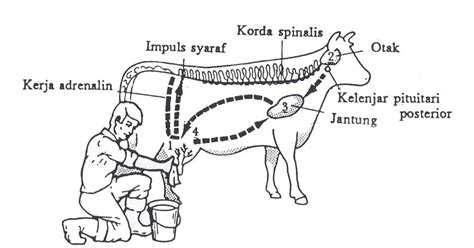 Fisiologi Sekresi Susu Pada Sapi