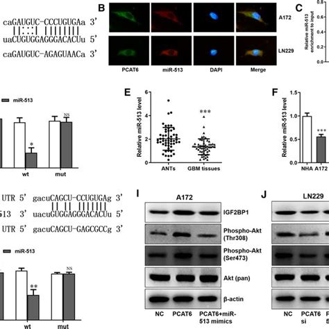 Igf2bp1 Promotes The Expression Of Pcat6 By Increasing Its Stability