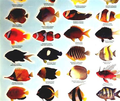 Freshwater Fish Species Chart
