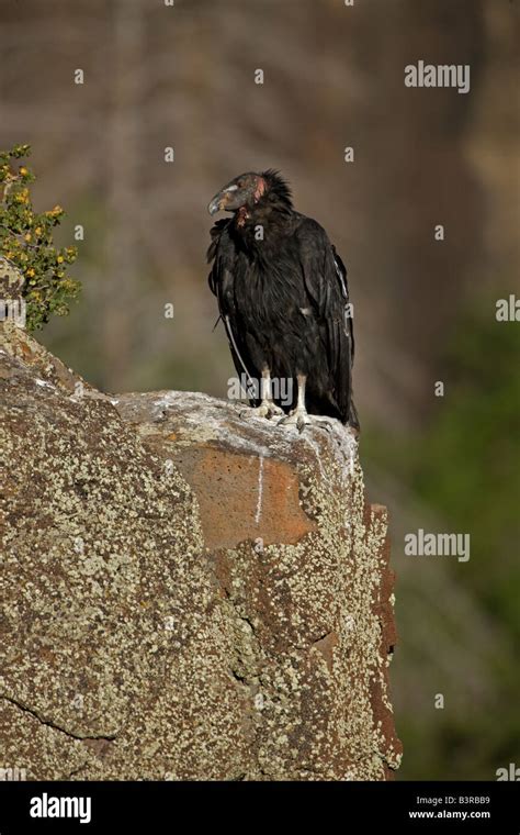 California Condor Gymnogyps Californianus Perched On Cliff Utah