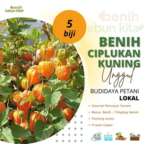 Jual Benih Bibit Biji Ciplukan Ceplukan Kuning Groundcherry