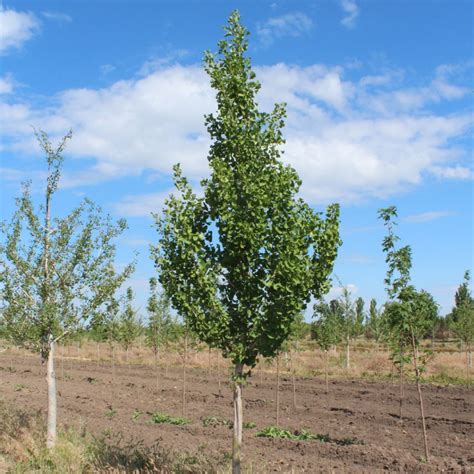 Ginkgo biloba ‘Autumn Gold’ | Autumn Gold Ginkgo - Doty Nurseries