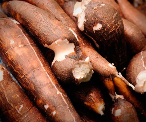 A Staple Starch Cassava Manioc Yuca Artofit