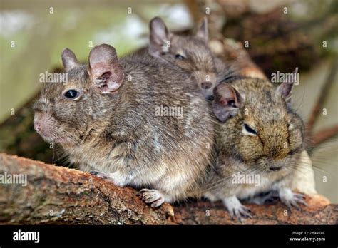 Common safari animal hi-res stock photography and images - Alamy