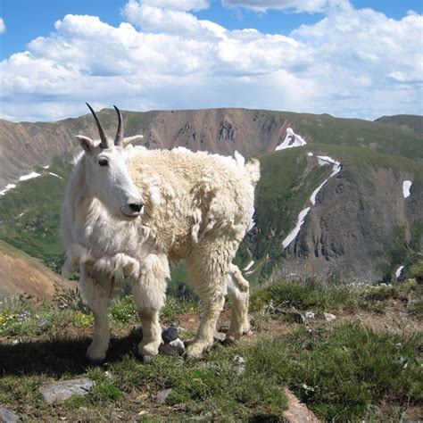 mountain goats  stirring  controversy  colorados high country