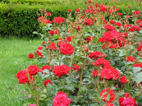 Nina Weibull | Trosrozen | Rosarium Lottum