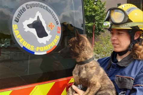 Occitanie Urko Berger Hollandais Rejoint La Brigade Cynotechnique Du