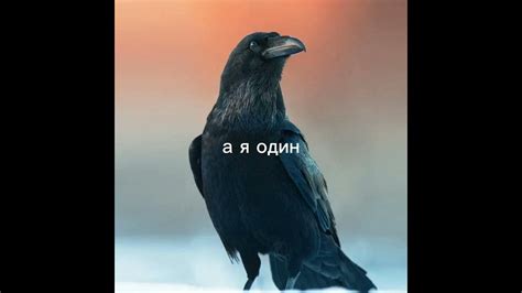 текст песни "вороны мои" - YouTube