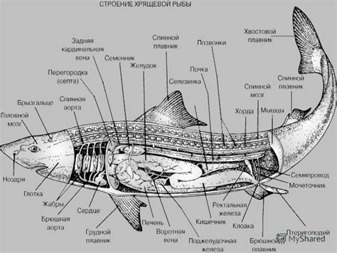 Скелет акулы — 2-Kartinki.Ru