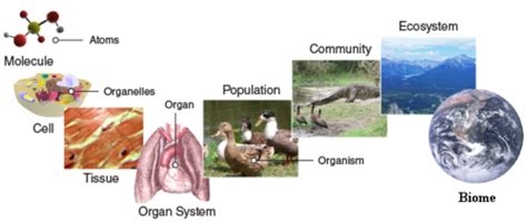 Biology Exam 1 Flashcards | Quizlet