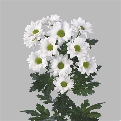 Хризантема Илонка Фото — Mixyfotos.ru