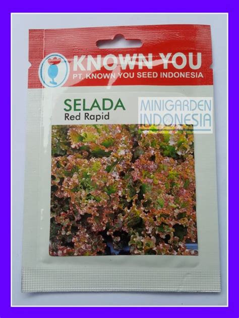 Benih Selada Merah Red Rapid PACK KECIL 5 GRAM Bibit Tanaman Sayuran