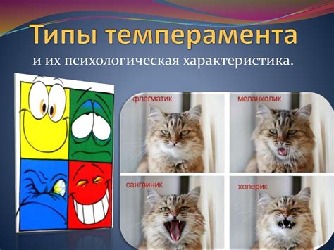 Темперамент. Типы темперамента и их психологическая характеристика ...
