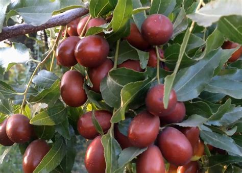 Зизифус “КОНФЕТНЫЙ” - Цена на саженцы в питомнике Зеленый Сад Крым