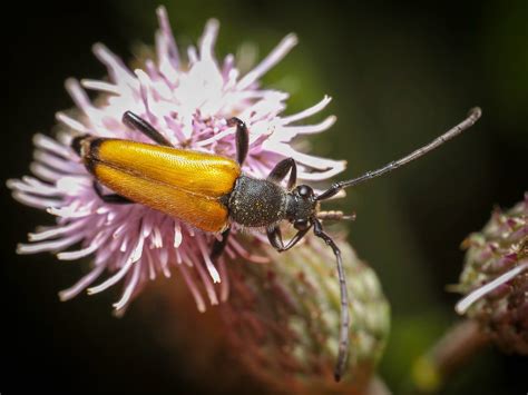 Paracorymbia Fulva Paracorymbia Fulva Philip Baciaz Flickr