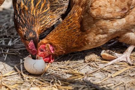 Les Poules Qui Mangent Leurs Ufs Causes Et Solutions