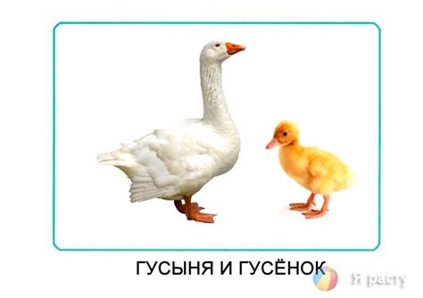 Мамы и дети. Карточки