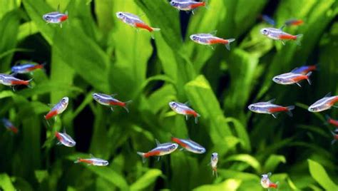 How Many Neon Tetras Per Gallon What You Need To Consider