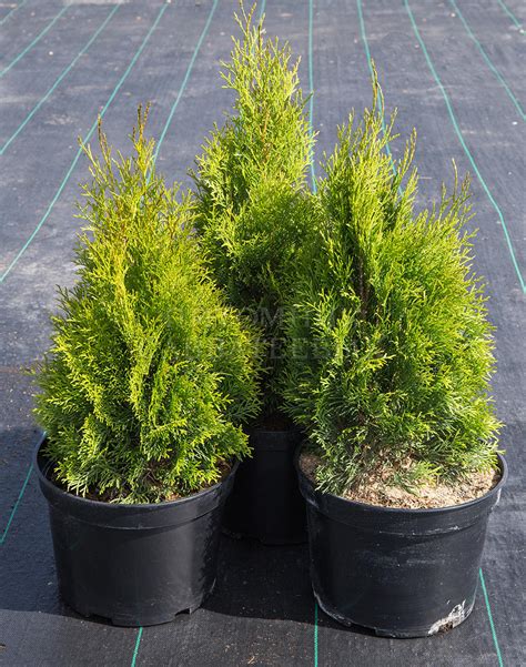 Туя западная "Смарагд" 🌿 по цене от 550 ₽ купить саженцы в питомнике ...