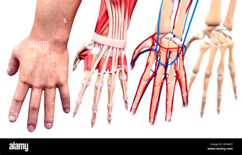 human hand anatomy artwork stock photo alamy