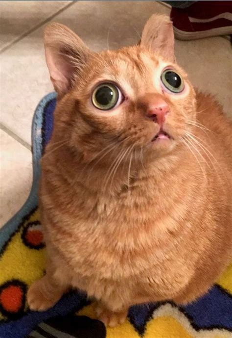 Potato The Googly Eyed Cats Stunned Expression Makes People Think Hes