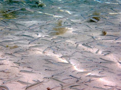 School Of Small Silver Fish In The Ocean Stock Photo Image Of Minnow