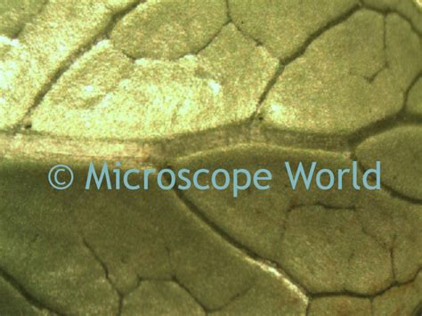 Microscope World Blog: Nature at 10x and 30x Magnification