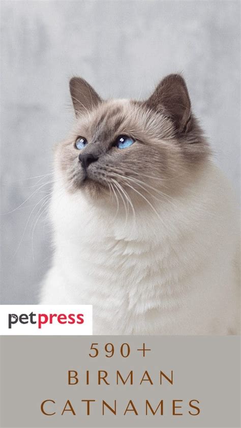 590+ Birman Cat Names - Unique Ways To Name Your Birman Cat