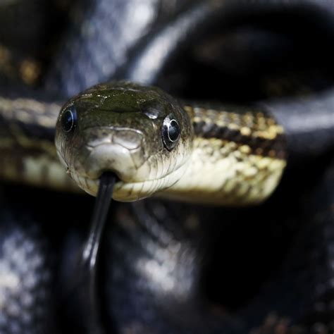 Black Rat Snake Poisonous