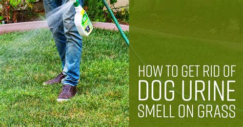 how to eliminate dog pee smell
