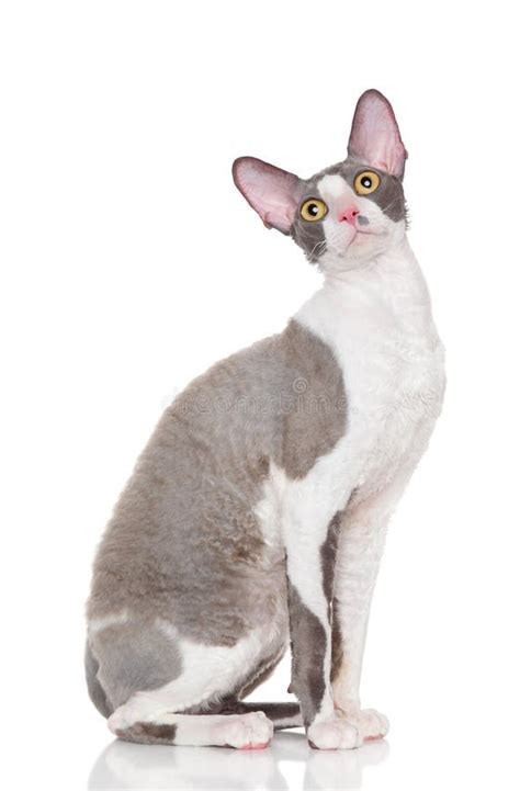 Amazing Black Bicolor Cornish Rex Cat On White Background Stock Image